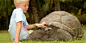 奢华旅行-阿尔达布拉象龟是世界上体型第二大的象龟，也是地球上最长寿的动物之一。其原生于印度洋上的阿尔达布拉群岛，也是世界上第一支受国际保护的陆龟种群。由于个性温和，且能适应人工养殖的环境，目前在塞舌尔各处都能瞧见其巨大的身影。同时阿尔达布拉象龟也是旅行者接触塞舌尔岛上自然生态最佳向导。