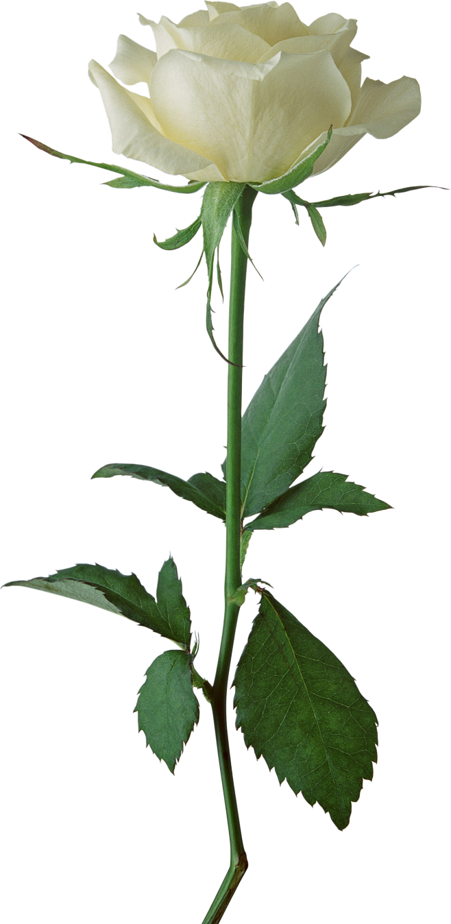 White rose PNG image...