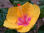 Magical Hibiscus ! by Darshan Trivedi (India) on 500px