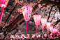 pink lanterns : Sakura is not the only one that is beautiful in Hanami.

Ohashi, Meguro Ward, Tokyo, Japan