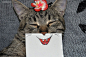 Redditor 幽默可爱的喵星人表情 表情 萌 肖像摄影 系列摄影 猫 幽默 宠物摄影 喵星人 可爱 
