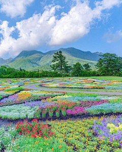 ぎ小雨ぎ采集到花海