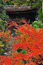 在那红叶盛开的地方——京都高雄山（神護寺）