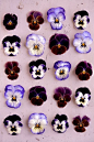 Pansies