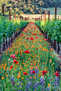  花线葡萄园 ，加州酒庄 