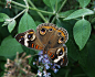 ..,Common .,Buckeye. by duggiehoo on deviantART