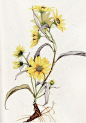 American Wildflower Florilegium by Jean Andrews