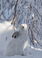 Winter hare: 