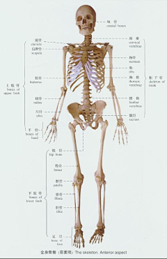 ciel85采集到骨骼