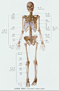 求一幅人体骨架图，还有详细的各骨骼名称。