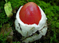   #蘑菇#  这个像什么？咸蛋？呵呵