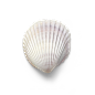 超高清 海星 海螺 贝壳 珊瑚 海马等 航洋生物主题 png元素 shell-80