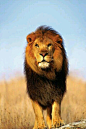 Lion | Animals