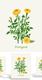 植物鲜花水草PSD素材_平面素材_乐分享-设计共享素材平台植物花卉