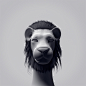 Afro Lion : These are Fur Material tests in modo601