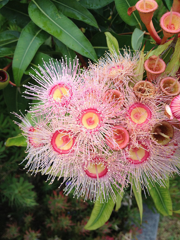 Gum flower 胶花