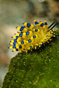 Nudibranch