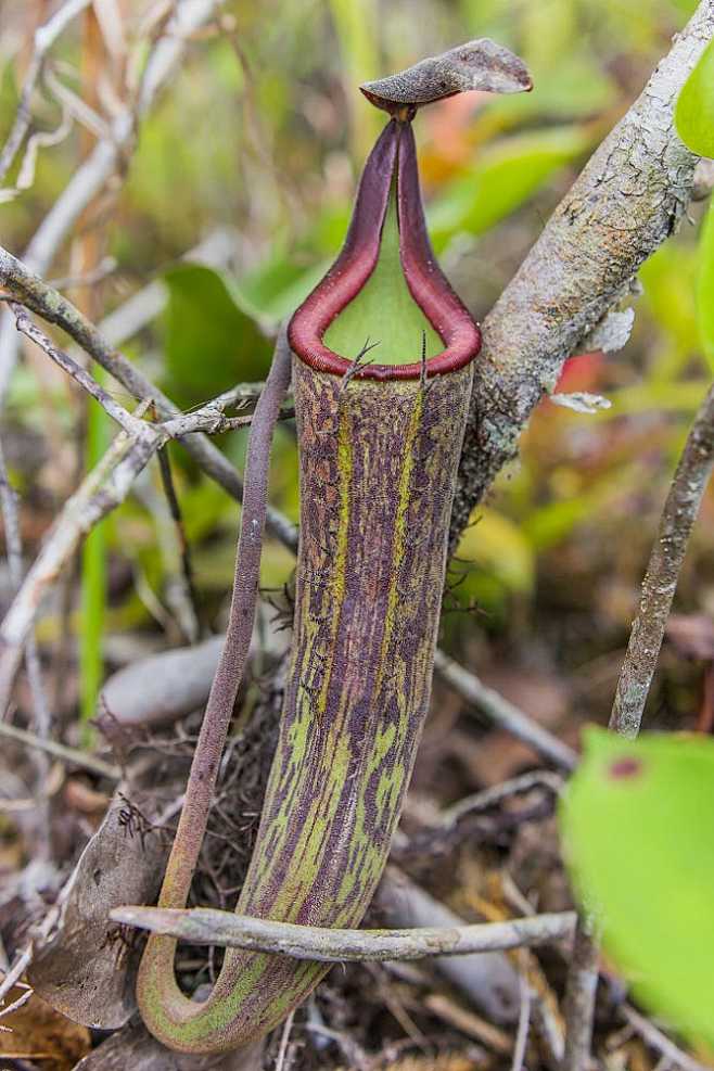 "Dusky Pitcher-Plant...