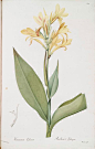 植物水彩上色步骤 国外复古植物图 花卉手绘彩铅素材500张XD015-淘宝网