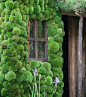 日本苔藓花园
