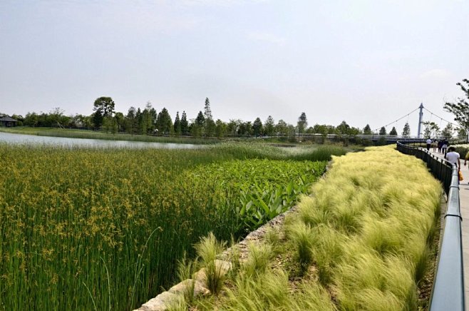 园路植物景观