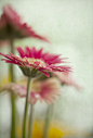 Photograph Daisies by Salmah M Kassim LRPS on 500px