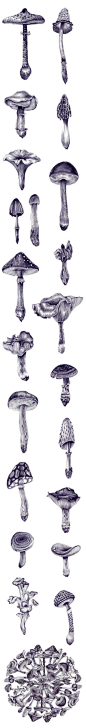 蘑菇的素描- 硬笔画- 锐意设计网-设计师的网上家园
