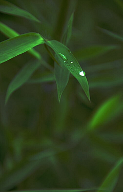 秋逸雅采集到梅兰竹菊