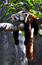 radivs:

Lazy Panda by Matthew Pacunas
