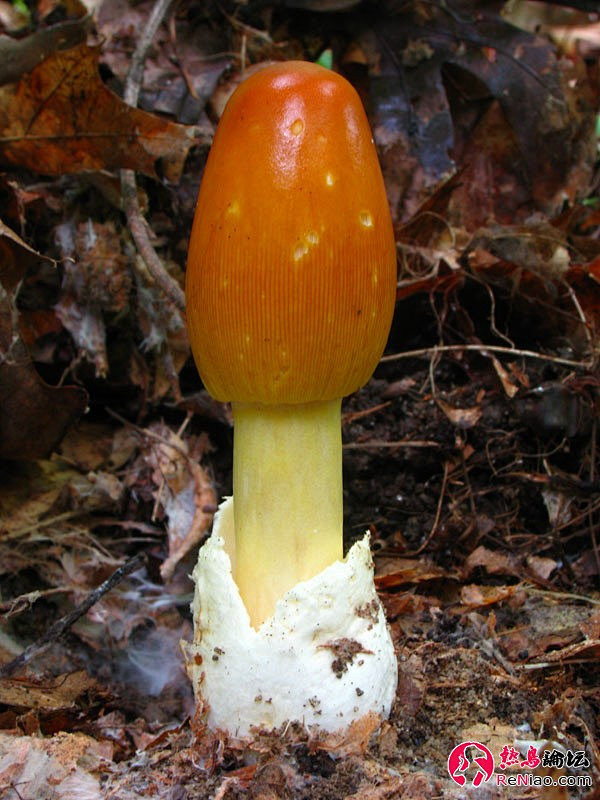 怪异的蘑菇