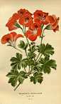 Geranium