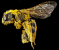 蜜蜂会发现蜜没了吗？ | 科学人 | 果壳网 科技有意思