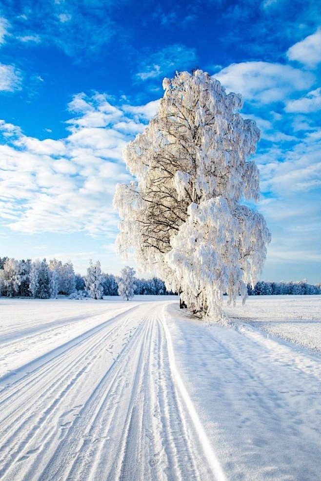 冰雪世界，纯净天地
冬的礼物，梦幻之境