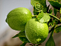 柠檬果实
Lemons, a Close Look by Lyuba Ivleva on 500px