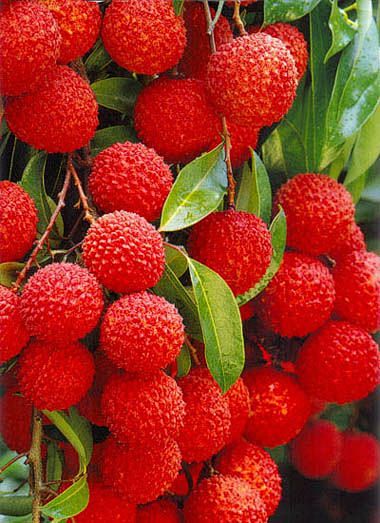 Lychees