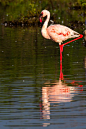 肯尼亚博格利亚湖 数百万火烈鸟在此翩翩起舞(六)-乌龙一品香-搜狐博客
