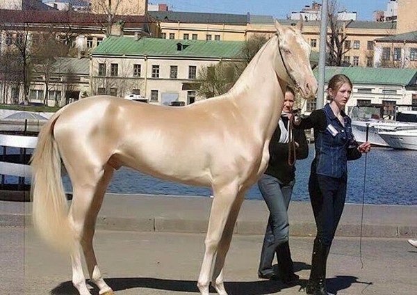 遇见世界上最美丽的马：来自天堂的马