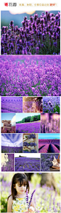 #花瓣花语录#薰衣草，学名：lavandula pedunculata属唇形科。优美典雅，蓝紫色花序颖长秀丽，在罗马时代就已是相当普遍的香草，当时的人会将薰衣草和各种香草一起放入水中沐浴。有人说薰衣草的香是人生中的某种半梦半醒的状态，淡到了极处，又刻在心底。花语：等待爱情！你也在等待属于你的爱情吗？更多精彩 http://www.027imei.com/