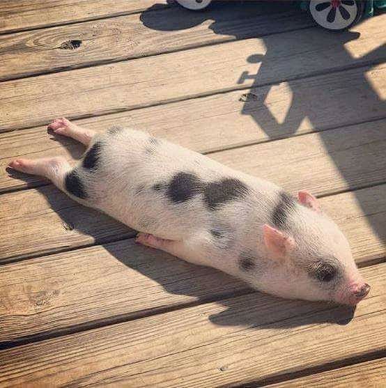 A piggy sunbathing