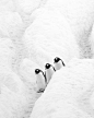 希腊的摄影师Kyriakos Kaziras拍摄了这一系列作品，取名为《白》，向我们展示了一个纯净的极地世界。
