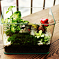 糖糖与球球水木三秋苔藓微景观桌面办公室植物瓶创意礼物盆栽绿-淘宝网