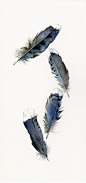 一组羽毛的透明水彩绘画
