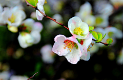 水中石采集到花花世界