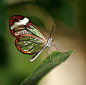 Glasswinged butterfly