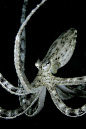 Mimic Octopus by Adam Broadbent