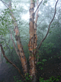 自驾涞源 雨中白石山