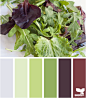 salad hues
