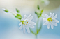 Photograph Spring Stitchwort by Jacky Parker on 500px