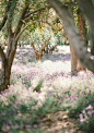 春天的森林，拉斯维加斯，加利福尼亚
Spring Forest, Montecito, California