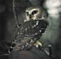 今天公众号更新的故事里，MOTO是一只棕榈鬼鸮（Northern Saw-whet Owl）其实这种猫头鹰是不会出现在白星生活的两个地方的。这种猫头鹰超级小（图1），就是手掌大，亚成年体和成年体颜色差很多（图2）。最出名的是贼贼的大大的眼睛（3-4）当然也很适合表情包。虽然小，但也是小猛禽（注意爪子，图6）， ​​​​...展开全文c